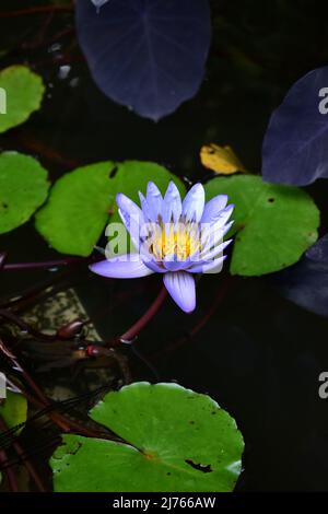 flor en estanque Stockfoto