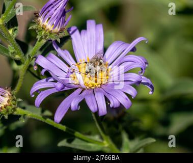 Eine männliche Long Horned Bee mit langen Antennen, die eine violette Asterblume bestäuben. Nahaufnahme. Stockfoto