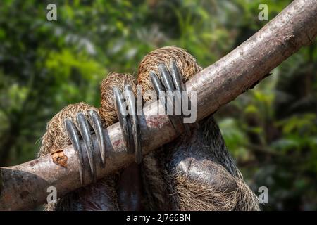 Linnes Zweizehen-Faultier / südliches Zweizehen-Faultier / Linnes Zweizehen-Faultier (Choloepus didactylus / Bradypus didactylus) Nahaufnahme der Krallen Stockfoto