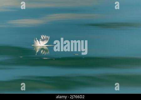 Eine weiße Feder, wahrscheinlich von einem Schwan, schwimmt auf dem Wasser der Isar. Stockfoto