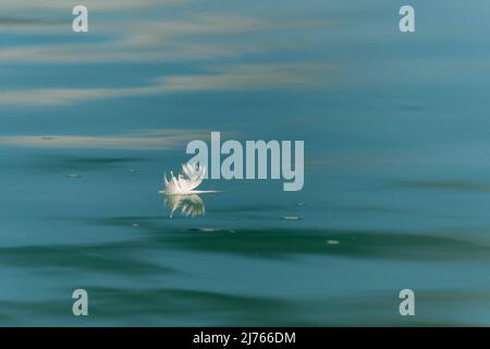 Eine weiße Feder, wahrscheinlich von einem Schwan, schwimmt auf dem Wasser der Isar. Stockfoto