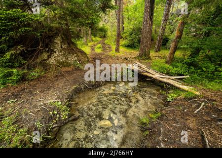 Eine kleine Holzbrücke über einen Bach in Forchet, dem letzten verbliebenen Bergwald im Inntal, bei Haiming. Stockfoto