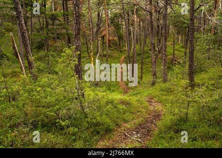 Ein kleiner, enger Weg schlängelt sich durch den Kiefernwald des Forchet, dem letzten verbliebenen und stark gefährdeten Bergwald im Inntal. Stockfoto