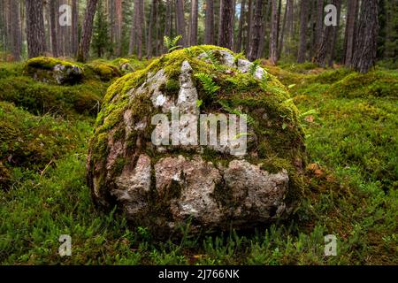 Großer Felsbrocken mit Moos und Farn mitten im letzten noch verbliebenen Erdrutschwald des Inn Valley bei Haiming. Stockfoto