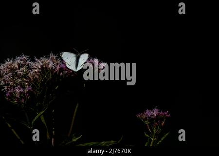 Ein Schmetterling namens Small Cabbage White auf einer Blume, aufgenommen im Spätsommer im Karwendelgebirge Stockfoto