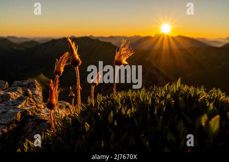 Obsthaufen der Alpenpasquenblume, auch Alpenkuhglocke oder Alpenanemone genannt, beim Sonnenaufgang auf dem Gipfel der Mondscheinspitze in Karwendel. Im Hintergrund ein Sonnenstern des Sonnenaufgangs über den Alpen, in einem strahlend blauen Himmel. Stockfoto