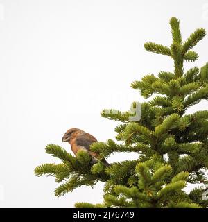 Kreuzschnabel füttert Koniferbaum vor weißem Hintergrund aufgrund von hohem Nebel Stockfoto