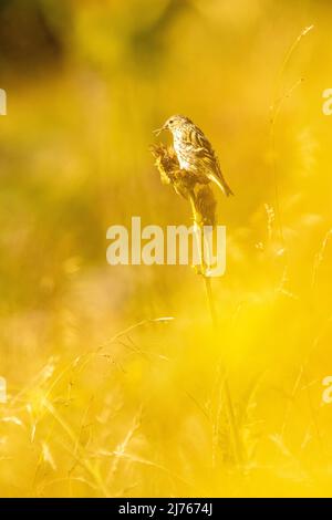 Ein alpiner Akentor taucht eine Distelblüte in das goldene Gegenlicht der Sonne Stockfoto