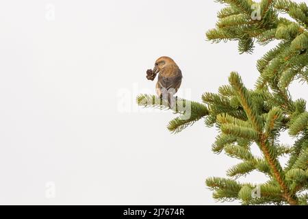 Kreuzschnabel füttert Koniferbaum vor weißem Hintergrund aufgrund von hohem Nebel Stockfoto