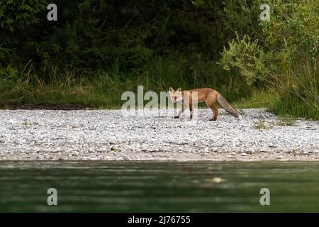 Ein Rotfuchs im Sommermantel mit buschigen Schwanz am Walchensee in den bayerischen Alpen. Im Vordergrund das Wasser, im Hintergrund Büsche und Gräser, sucht er am Ufer nach Nahrung von den Tagesausflüglern. Stockfoto