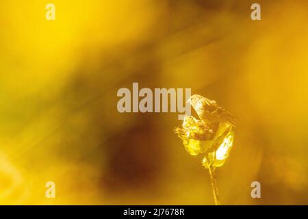 Ein alpiner Akentor taucht eine Distelblüte in das goldene Gegenlicht der Sonne Stockfoto