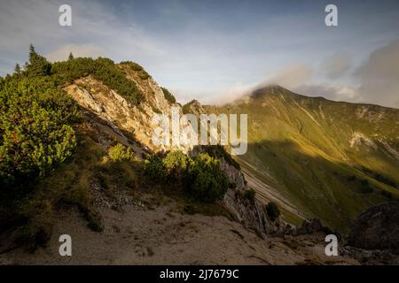 Der Grat zwischen Fleischbank und Schönalmjoch im Karwendel am frühen Morgen im Spätsommer, mit Bergkiefern Stockfoto