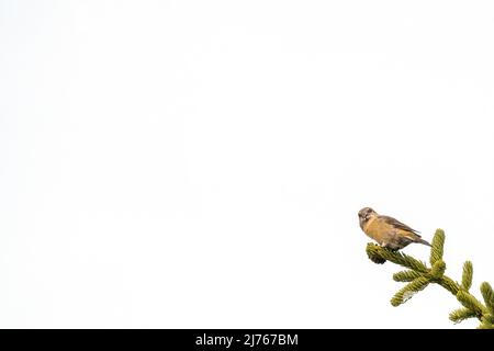 Kreuzschnabel füttert Koniferbaum vor weißem Hintergrund aufgrund von hohem Nebel Stockfoto