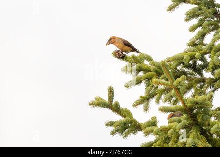 Kreuzschnabel füttert Koniferbaum vor weißem Hintergrund aufgrund von hohem Nebel Stockfoto