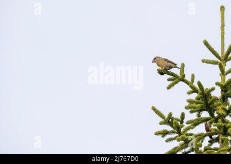 Kreuzschnabel füttert Koniferbaum vor weißem Hintergrund aufgrund von hohem Nebel Stockfoto