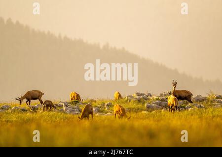 Eine Gruppe von Gämsen (Rupicapra rupicapra) steht teilweise versteckt auf einer sommerlich grün-gelben Bergwiese, die AussichtsGämse blickt in die Kamera, umgeben von jungen Tieren. Stockfoto