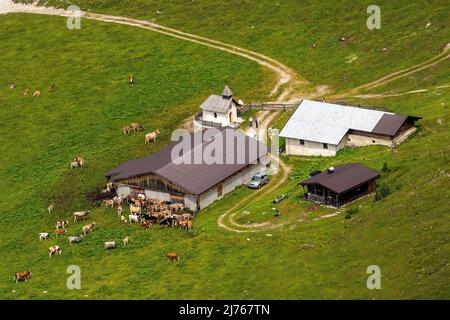 Die Lochalm unterhalb des Karwendelhauses im Karwendel bei der Birkkarspitze im Sommer mit Kühen und frischem grünen Gras auf der Weide. Stockfoto