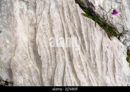 Eine Bergdistel, oder Alpendistel (Carduus defloratus), wächst in einer Spalte auf einem Felsblock mit Rillen in dem über Jahrhunderte gewachsenen Felsen. Stockfoto