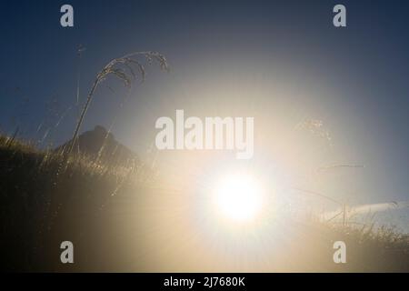 Tau tropft im Gras einer Wiese von Bäralpl im Hintergrund der aufgehenden Sonne. Stockfoto