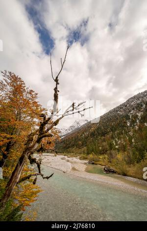 Ein alter Ahornbaum am Ufer des Rissbaches im eng im Karwendel in der Nähe des großen Ahornbodens, im Hintergrund eine Buche in Herbstblättern und schneebedeckten Gipfeln. Stockfoto