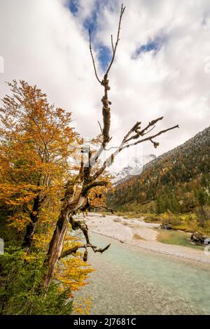 Ein alter Ahornbaum am Ufer des Rissbaches im eng im Karwendel in der Nähe des großen Ahornbodens, im Hintergrund eine Buche in Herbstblättern und schneebedeckten Gipfeln. Stockfoto