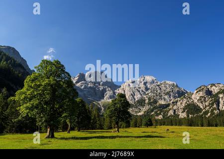 Blauer Himmel über dem grünen Sommerrhonetal im Karwendel, einem Teil der Alpen in Österreich bei Hinterriss. Ein alter Ahornbaum steht auf einer Weide, im Hintergrund die östliche Karwendelspitze. Stockfoto