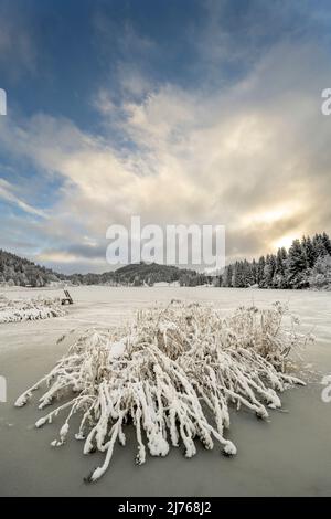 Schneebedeckte Schilfinsel am Ufer des Geroldsee / Wagenbrüchsee im kleinen Weiler Gerold zwischen Mittenwald und Garmisch-Partenkirchen. Ein leicht bedeckter Himmel bei Sonnenaufgang betont die sanften Kurse der Landschaft, die den See im Schnee liegen lassen. Stockfoto