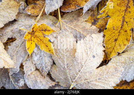 Ahornblätter auf dem Boden, mit Reif nach dem ersten Nachtfrost im Spätherbst. Stockfoto