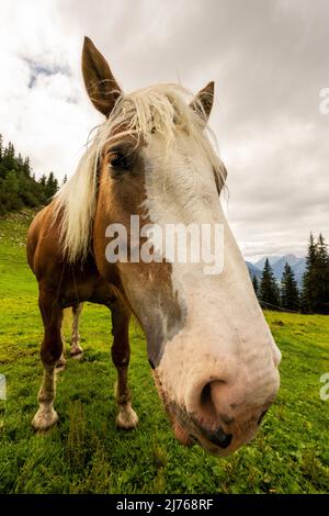 Ein Haflingerpferd auf einer natürlichen Bergwiese bei Mittenwald, auf der Rehbergalm von unten als Porträt fotografiert Stockfoto