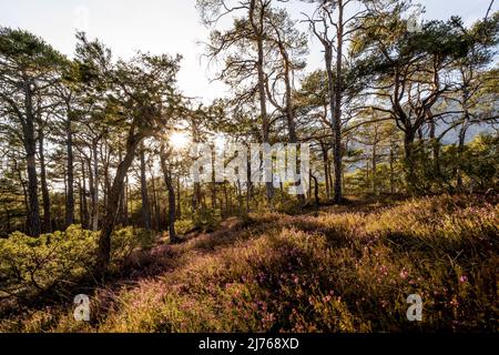 Abendsonne in Forchet, dem letzten verbliebenen Bergwald im Inntal während der Blüte der Heidekraut erica im Frühjahr. Stockfoto