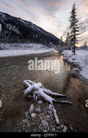 Eine Wurzel mit Schneee im Bachbett der Isar in weiblicher Form bei Sonnenuntergang in den bayerischen Ausläufern des Karwendels an der Mautstraße zwischen Vorderriss und Wallgau bei Garmisch-Partenkirchen. Stockfoto