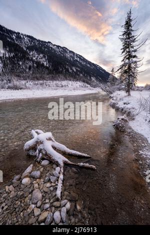 Eine Wurzel mit Schneee im Bachbett der Isar in weiblicher Form bei Sonnenuntergang in den bayerischen Ausläufern des Karwendels an der Mautstraße zwischen Vorderriss und Wallgau bei Garmisch-Partenkirchen. Stockfoto