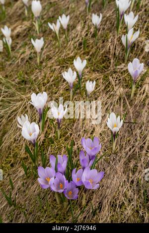 Blüten von violetten und weißen Krokus im Frühjahr in den Alpen Stockfoto