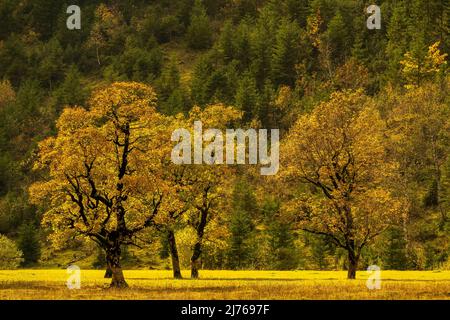 Herbstliche Ahornbäume am Großen Ahornboden im Engtal Stockfoto