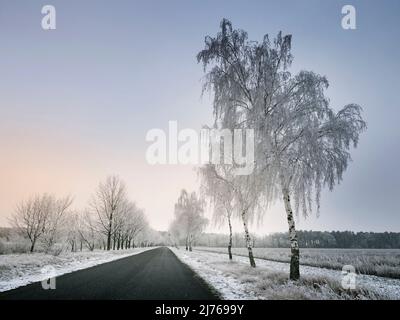 Landstraße im Winter, Bäume mit Reif bedeckt Stockfoto