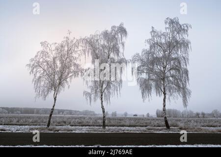 Drei Birken, die am Straßenrand mit Reif bedeckt sind Stockfoto