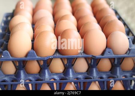 Nahaufnahme frische Bio-Eier Hühnerfarm in den Muscheln, Junge frische Hühnereipackung Karton. Stockfoto