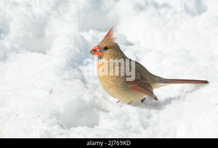 Weiblicher Nordkardinist bei strahlendem Wintersonnenschein, der auf Schnee Sonnenblumenkerne frisst Stockfoto