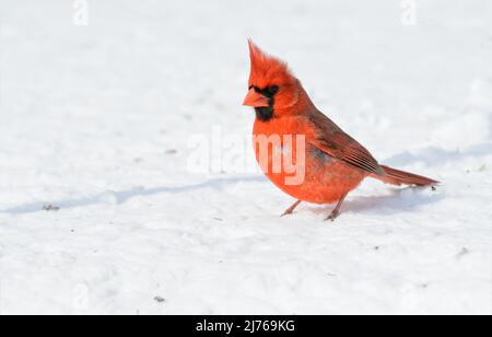 Knallroter Nordkardinist in der Wintersonne auf Schnee an einem kalten Tag; mit Kopieplatz Stockfoto