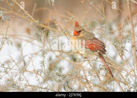 Die wunderschöne weibliche Nordkardinerin flauschte an einem kalten Wintertag in einem Busch Stockfoto