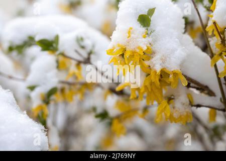 Blüten der Forsythia mit Schnee bedeckt. Hintergrund ist unscharf. Stockfoto