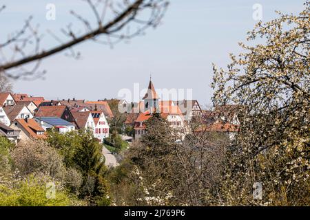 Deutschland, Baden-Württemberg, Stuttgart - Heumaden, Stadtübersicht, Zentrum mit Kirchturm der alten lutherischen Kirche und Pfarrhaus, blühende Bäume im Frühling Stockfoto