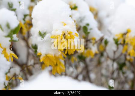 Blüten der Forsythia mit Schnee bedeckt. Hintergrund ist unscharf. Stockfoto