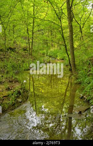 Kleiner Bach in den Wäldern im Frühling, mit üppigen grünen Blättern und Gräsern, und Reflexion in einem Pool von stillem Wasser Stockfoto