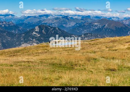 Schafschar am See, Monte Baldo, Malcesine, Gardasee, Italien, Europa Stockfoto