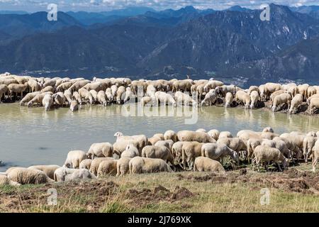 Schafschar am See, Monte Baldo, Malcesine, Gardasee, Italien, Europa Stockfoto