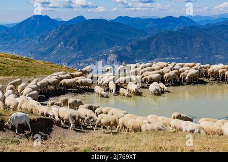 Schafschar am See, Monte Baldo, Malcesine, Gardasee, Italien, Europa Stockfoto