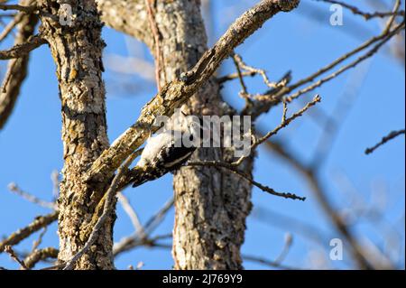 Männchen Downy Specht auf der Suche nach Insekten in einem faulen Eichenbaum Stockfoto