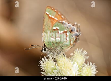 Winziger, grüner und brauner Wacholder-Hairstreak-Schmetterling, der im frühen Frühjahr aus einer kleinen weißen Wildblume Nektar bekommt Stockfoto
