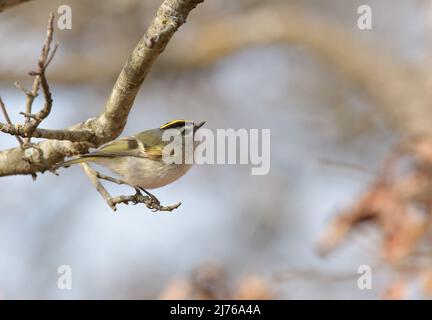 Winziges Königssohn mit Goldkrone, das auf einem Zweig thront, bereit zum Abfliegen; im Winter Stockfoto